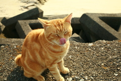 ペロンチョしてるマルちゃん