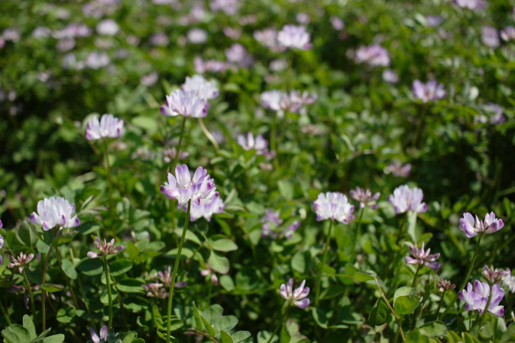 昨日写してた田んぼのレンゲソウ