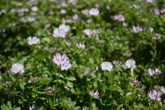 昨日写してた田んぼのレンゲソウ