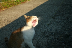 お前を蝋人形にしてやろうか