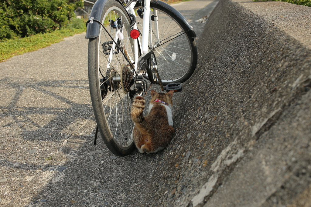 トム君は狭いところが好き