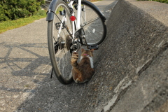 トム君は狭いところが好き