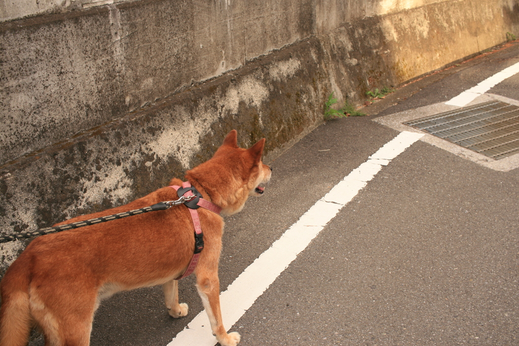散歩の行きしなは無愛想なモクちゃん