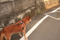 散歩の行きしなは無愛想なモクちゃん