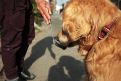 余り物の自家製ヨーグルトをもらうみゅうちゃん