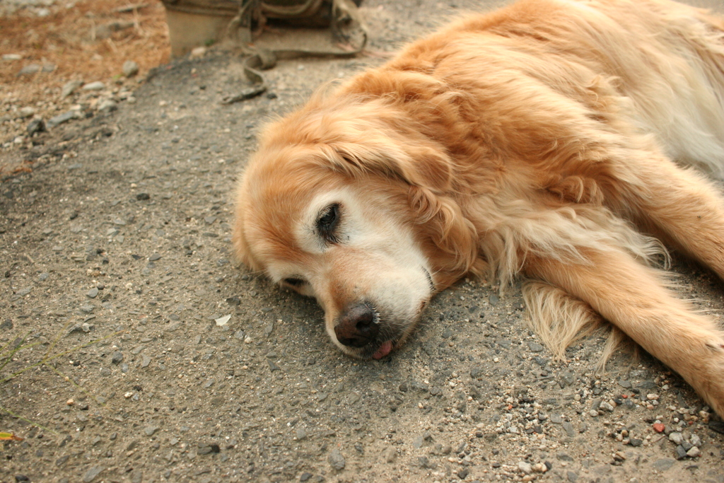 お宿番してるみゅうちゃん