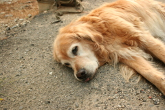 お宿番してるみゅうちゃん