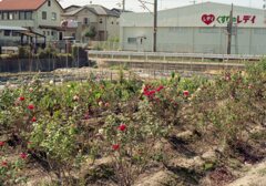 ロモ　カラーネガ100