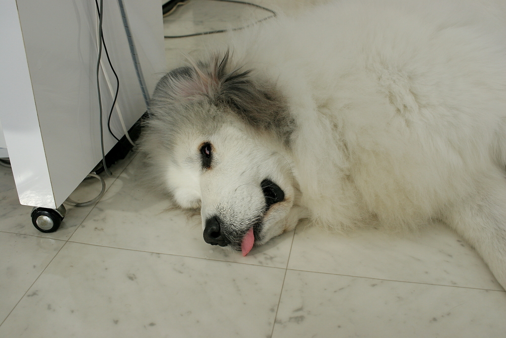 べ～してるココちゃん