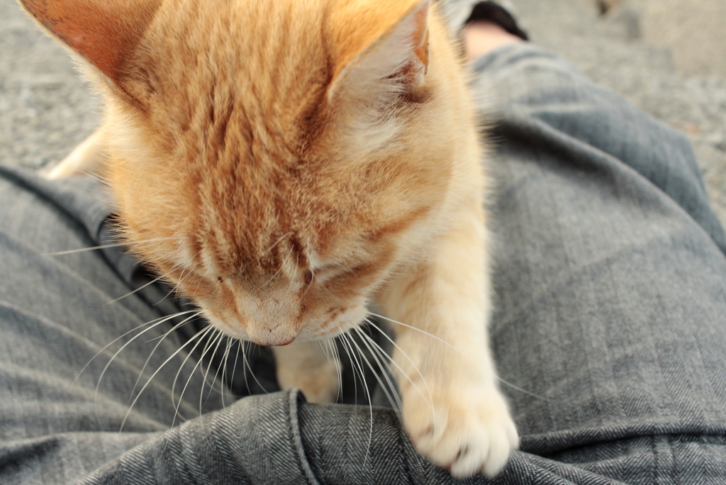 トラヤンののりにゃんこ