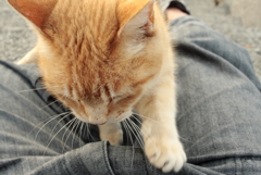 トラヤンののりにゃんこ