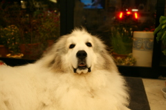 今日もお店番のココさん