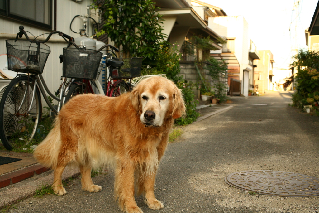お宿番してるみゅうちゃん