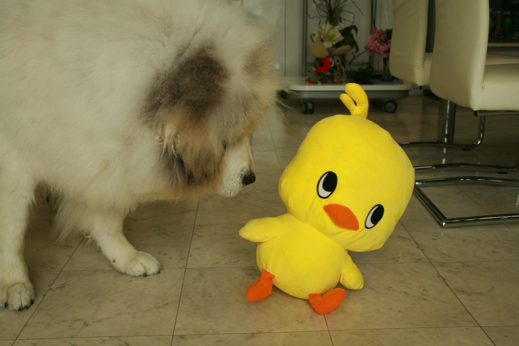 ひよこちゃんとココさん