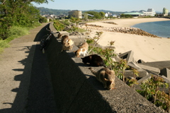 おまんまおいしいニャー