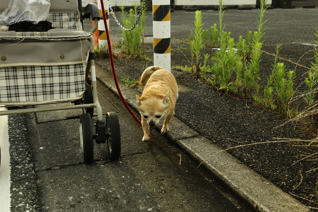 むさしくん