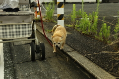 むさしくん