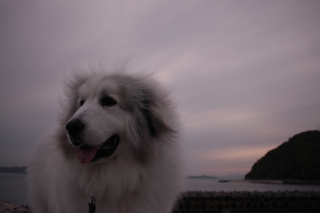 海辺のココちゃん