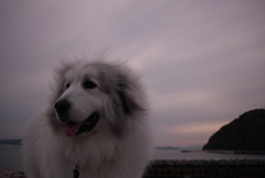海辺のココちゃん