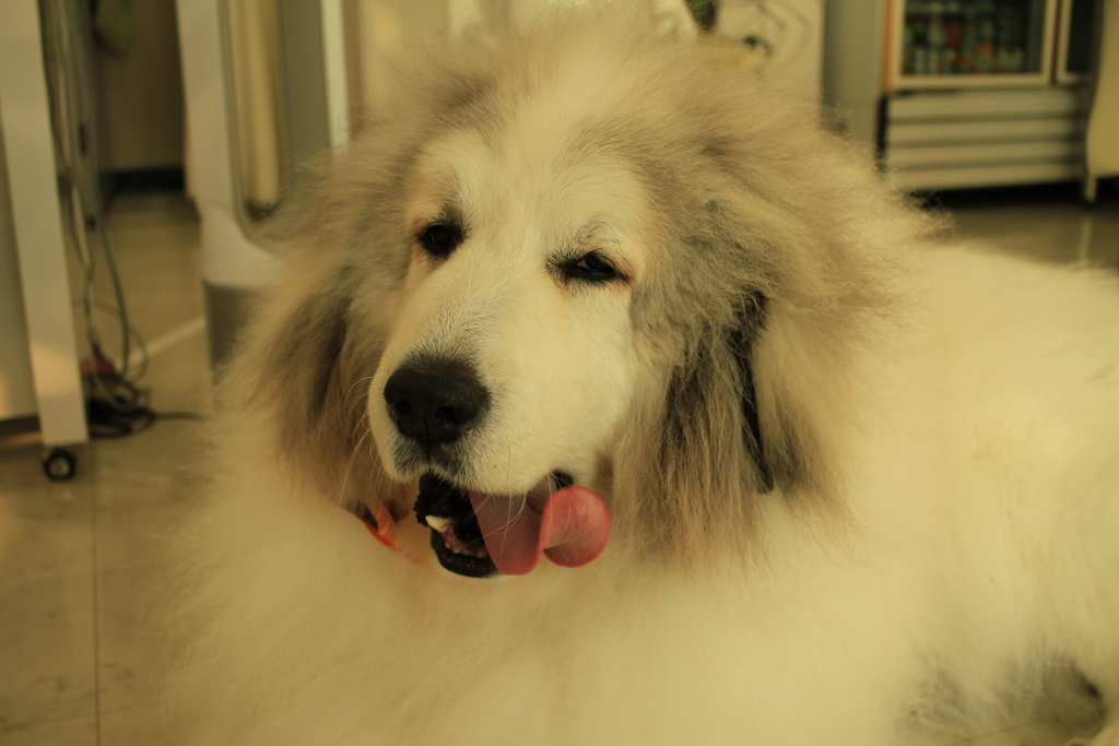 巻き舌のココさん