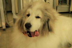 巻き舌のココさん