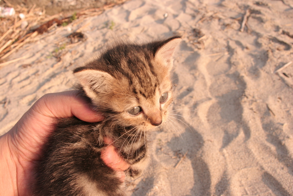 かわいいかわいい仔猫