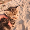 かわいいかわいい仔猫