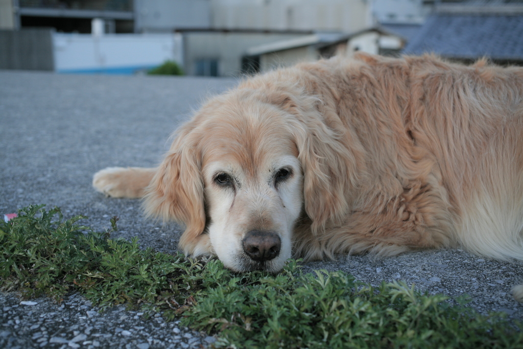 浜で意地でも動こうとしないみゅうちゃん