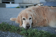 浜で意地でも動こうとしないみゅうちゃん