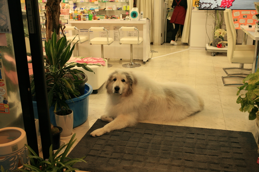 お店番してるココさん