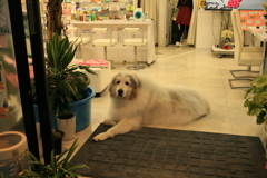 お店番してるココさん