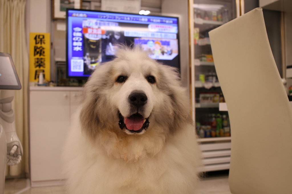 お店番してるココさん