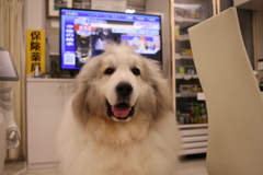 お店番してるココさん