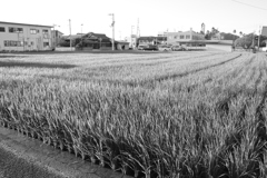 おニューのレンズでモノクロで写すという暴挙