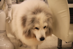 裏から出てきてくれたココさん