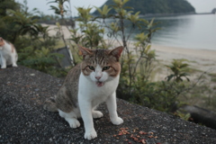 今日も元気なトム君