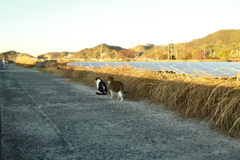 スケベ猫トム君