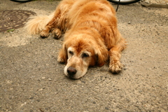 今日もお宿番してるみゅうちゃん