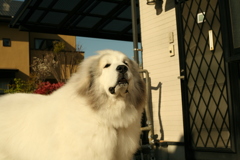 明日の未来を見ているココさん