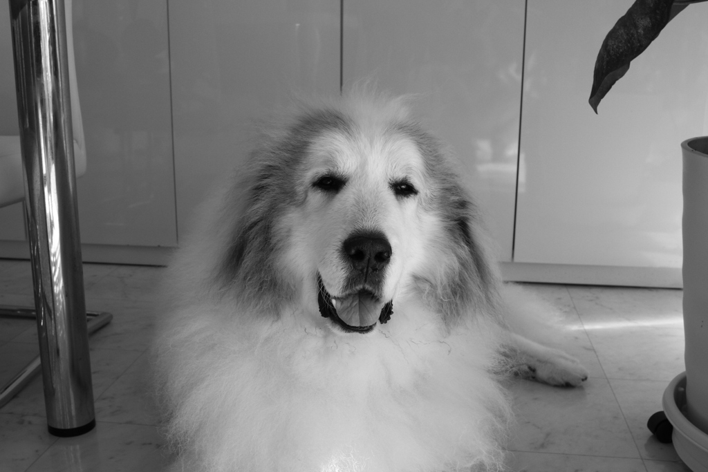 お昼もお店番してるココ様