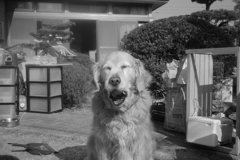 引越しの見張り番してるみゅうちゃん