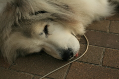 くそ寒い中ねんねしてるココさん