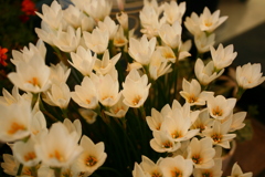 ココさんところの花