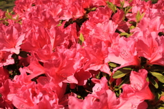 通院日　病院のつつじ