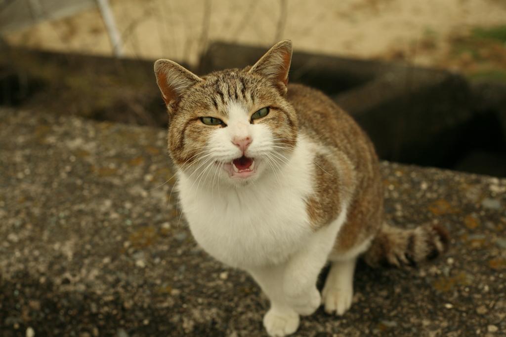 今日はご飯ないんだ　!(^^)!