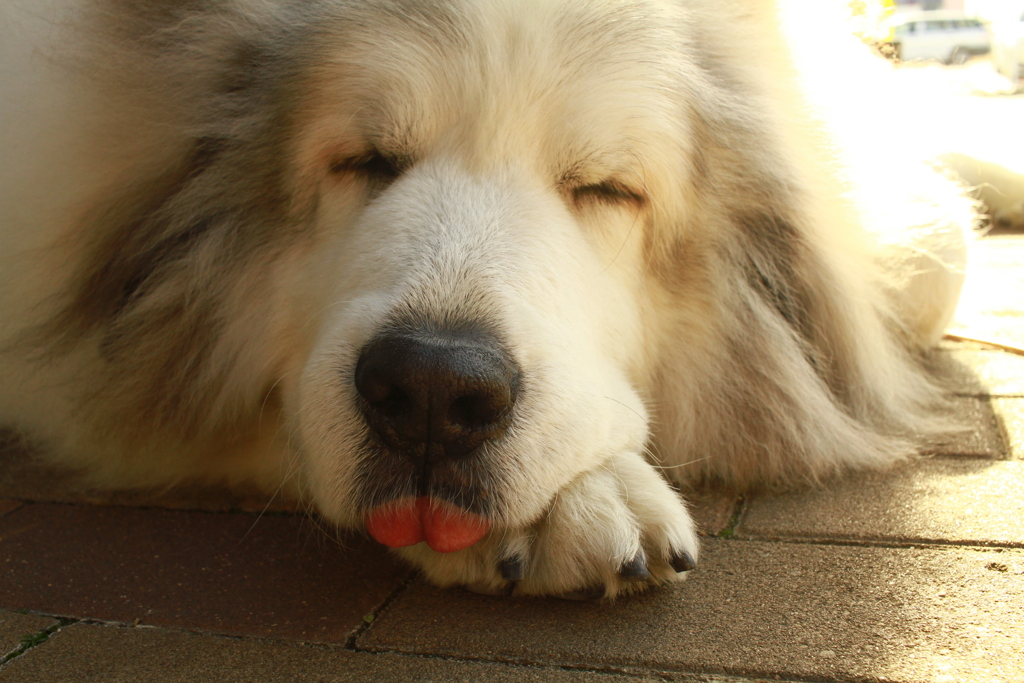 お昼寝してるココさん