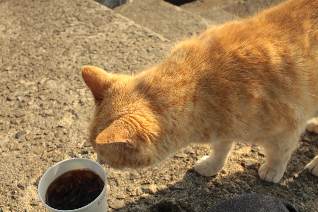 アイスコーヒーが気になるトラちゃん