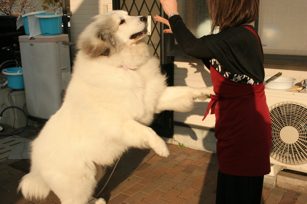 ココさんのジャンプ一発