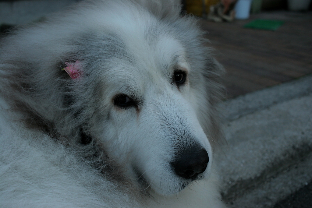 ココちゃん＠おかべ薬局