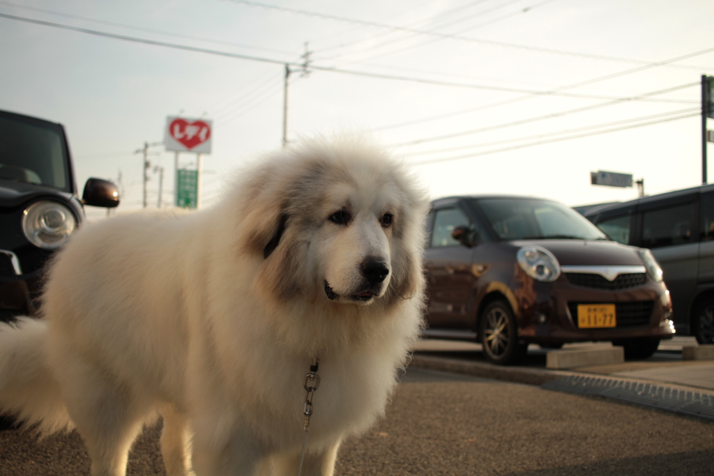 久しぶりに表で会ったココちゃん